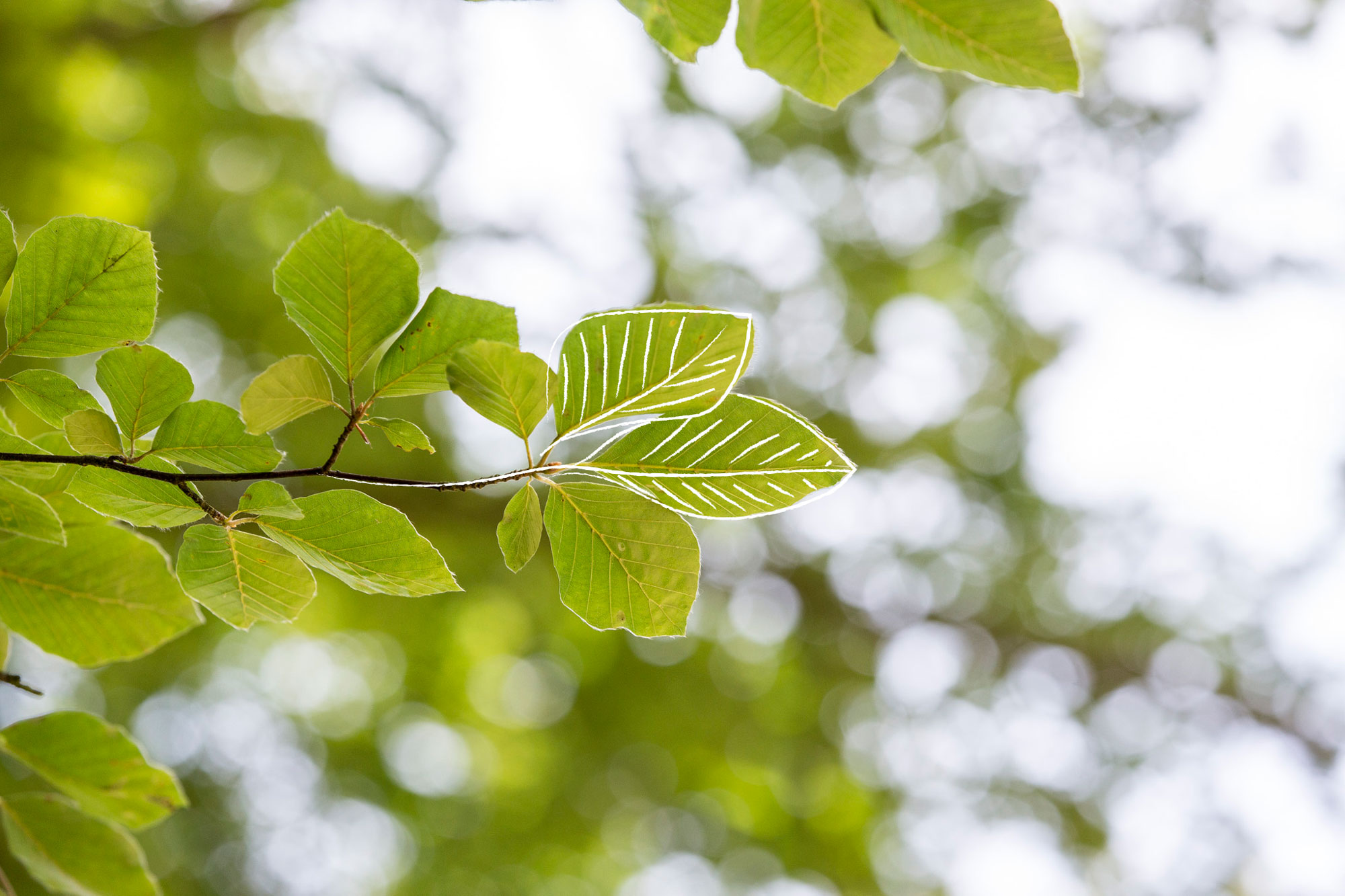 Baum mit Detailaufnahme eines Astes.